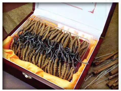 中原镇冬虫夏草回收